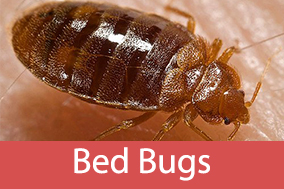 Bedbugs