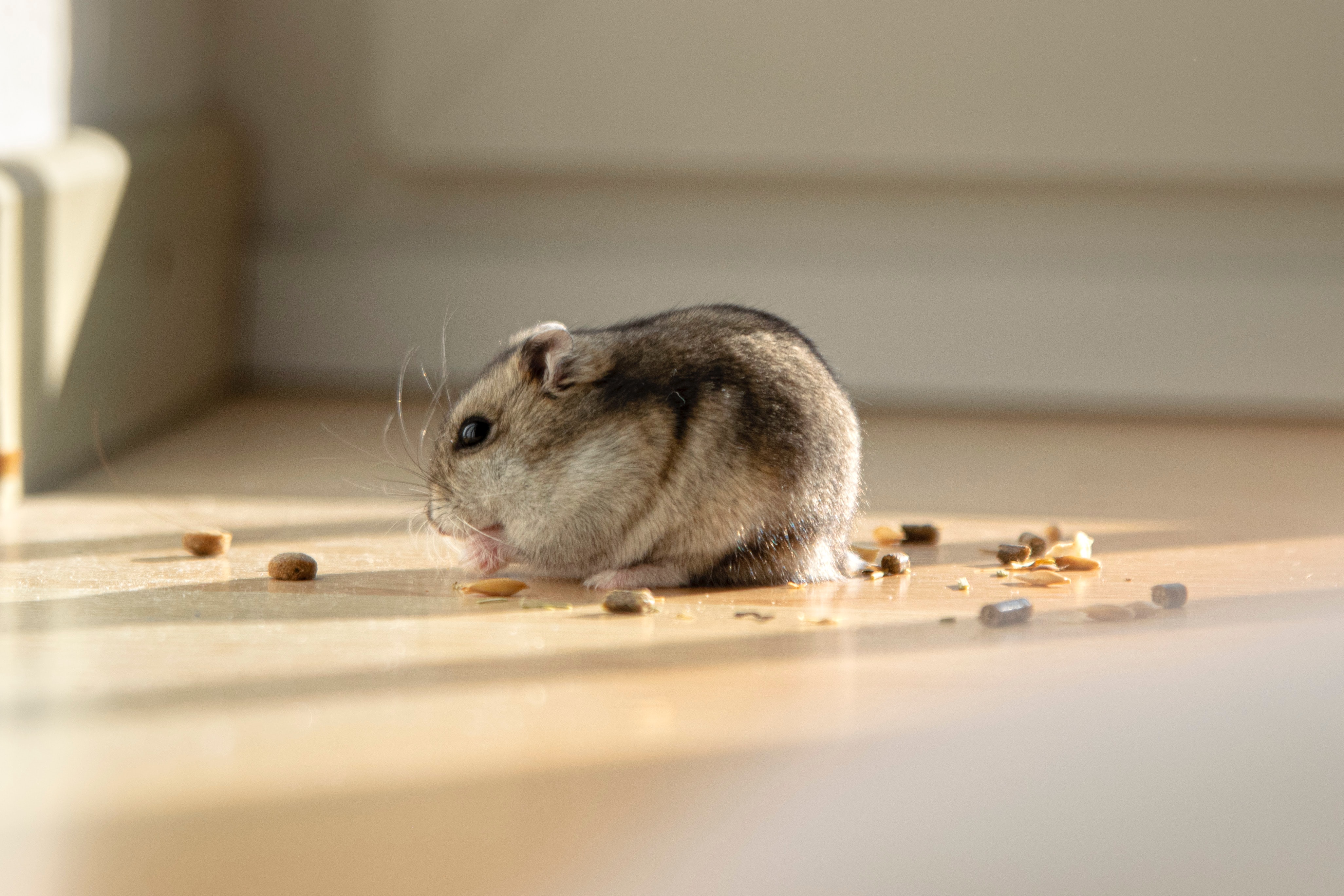 pest control