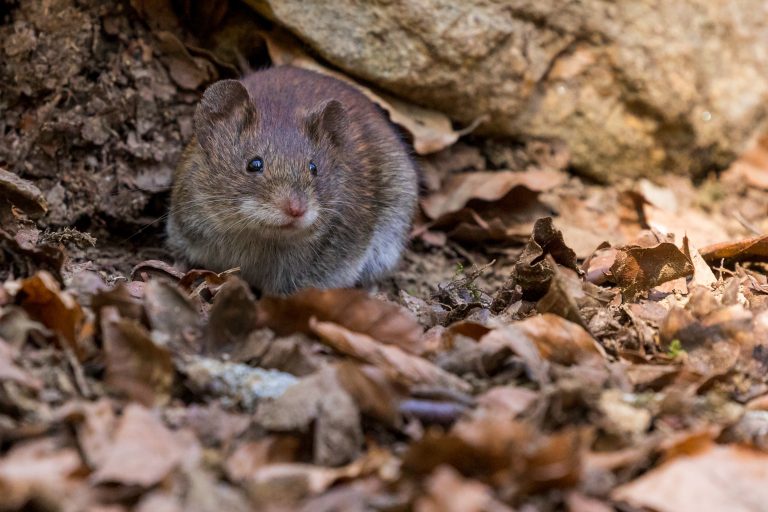 Mouse Exterminator