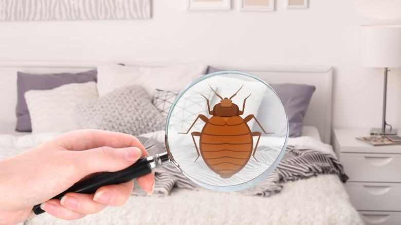Bed bug treatment