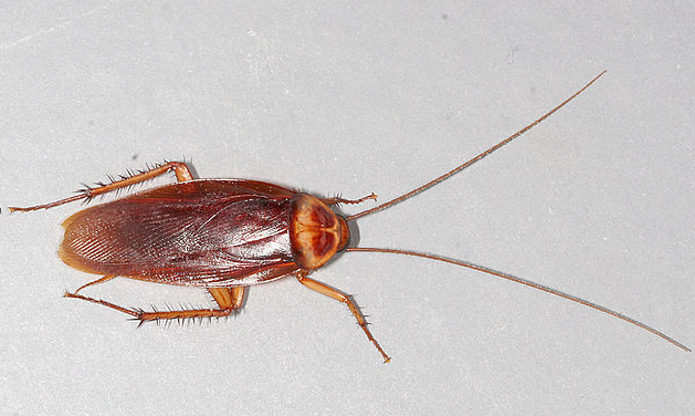 crockroaches