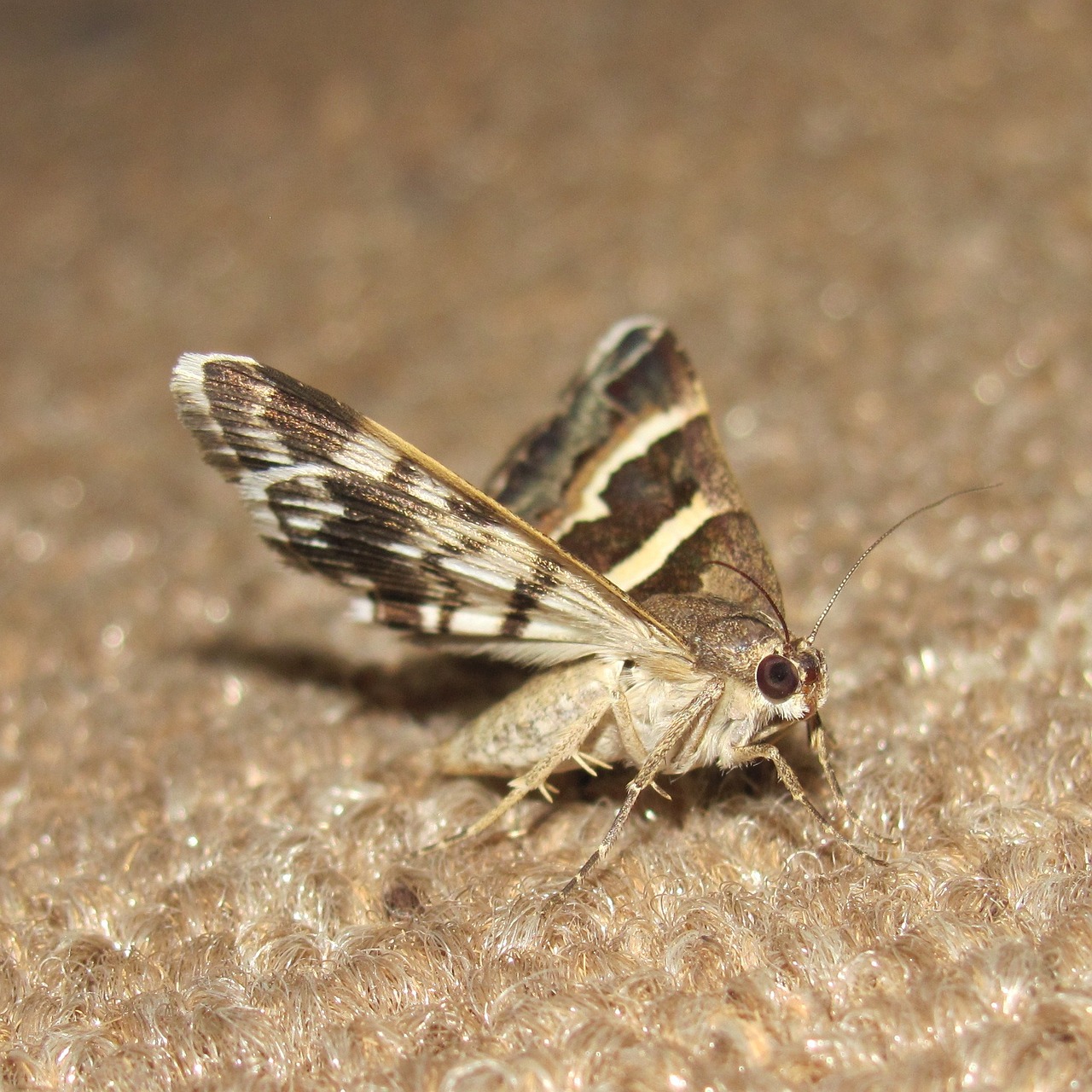 Cloth Moth